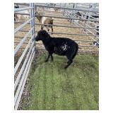 ARCF6793 BLK WHITE RAM 20# P32