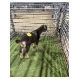 ARCF6728 BROWN TOGERBURG BUCK 26# P25