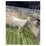 ARCF6723 WHITE WETHER 119# P55