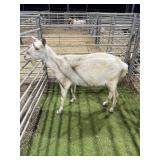 ARCF6727 WHITE SANNEN DOE 109# P25