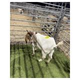 840003221513664 RED WHITE BOER SHOW DOE 52# P27