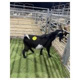 AR000754-0001 BLK WHITE BUCK 62# P55