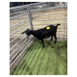 ARCF6726 BLK WHITE NANNY 72# P25