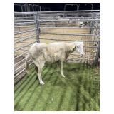 ARCF6726 WHITE EXPOSED EWE 87# P28