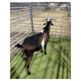 ARCF6724 TRI COLOR BUCK 59# P21