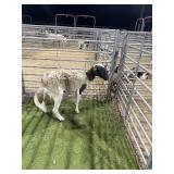 MOGX7257 BLK WHITE EXPOSED EWE 66# P28