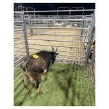 ARCF6722 BLK BROWN BUCK 56# P55