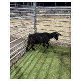 ARBY3835 BLK ND DOE 40# P27