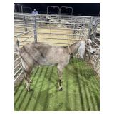 ARCF6725 TRI COLOR DOE 111# P27 HARD BAG