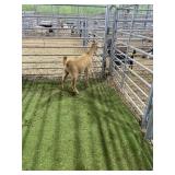 ARCF6734 CREAM COLOR WETHER 30# P38