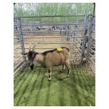 ARCF6732 BROWN BLK DOE 60# P38