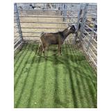 ARCF6733 BLK BROWN BUCK KID 31# P38