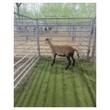 ARCF6658 BARBADO EWE 39# P11