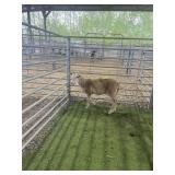 ARCF6651 BARBADO EWE 40# P11