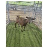 ARCF6662 BROWN DOE 52# P14