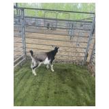 ARCF6666 TRI COLOR BUCK 19# P14