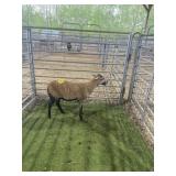 ARCF6657 BARBADO EWE 30# P11