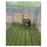 ARCF6659 BARBADO EWE 37# P11