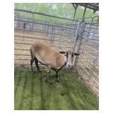 ARCF6652 BARBADO EWE 98# P11