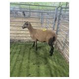 ARCF6660 BARBADO EWE 74# P11