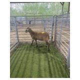 ARCF6654 BARBADO RAM 68# P11