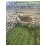 ARCF6656 BARBADO RAM 51# P11