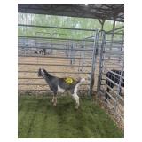 ARCF6667 TRI COLOR BUCK 17# P14