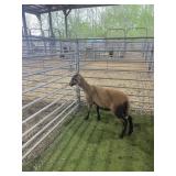 ARCF6661 BARBADO EWE 43# P11