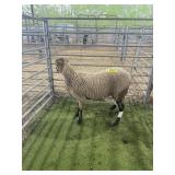 ARCF6653 BARBADO EWE 63# P11