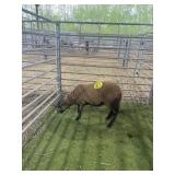 ARCF6649 BARBADO RAM 34# P11