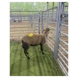 ARCF6655 BARBADO EWE 48# P11