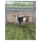 ARCF6664 TRI COLOR DOE 37# P14