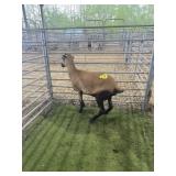 ARCF6650 BARBADO EWE 82# P11