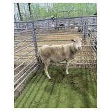 ARCF6736 WHITE EWE 110# P37