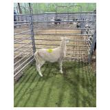 ARCF6738 WHITE RAM 42# P37