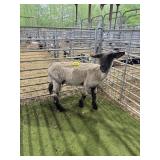 OK0074151041 SHOW EWE 121# P60