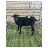 ARCF6614 BLK EWE 78# P50