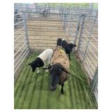 ARCF6622 BLK EWE+2 177# P6