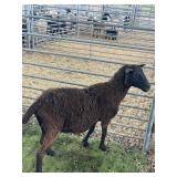 ARCF6613 BLK EWE 102# P50