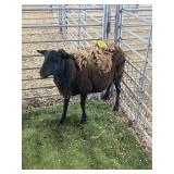 ARCF6612 BLK EWE 102# P50