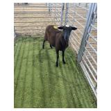 ARCF6609 BLK EWE 74# P50