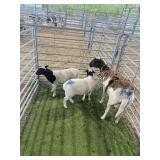 ARCF6619 BLK EWE+2 169# P5