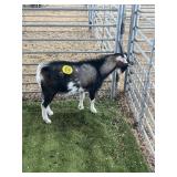 ARBY3193 TRI COLOR X BUCK 57# P3