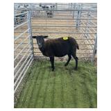 ARCF6610 BLK EWE 96# P50