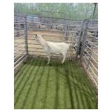 ARCF6701 WHITE NANNY 68# P31