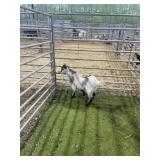 ARCF6703 BLK WHITE BUCK 19# P20