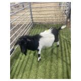 ARBY3747 BLK WHITE BUCK 73# P31