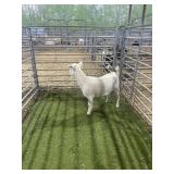 ARBY2923 WHITE DOE 49# P31