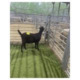 ARBY1539 BLK DOE 52# P31