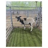 AROG0354 BLK WHITE EWE 95# P51